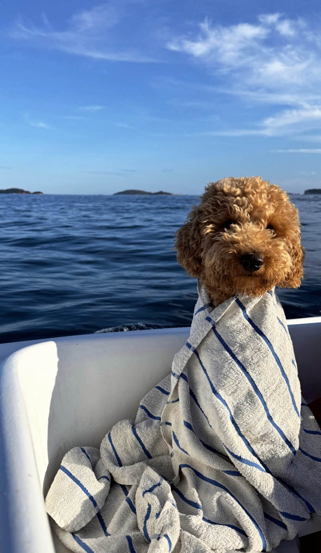 A curly haired puppy wrapped in a striped towel on a boat at sea